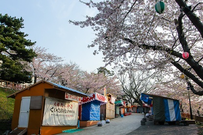 Cherry Blossom Report 2015: Hakodate Report