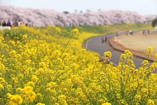 Cherry Blossom Report 2015: Kumagaya Report