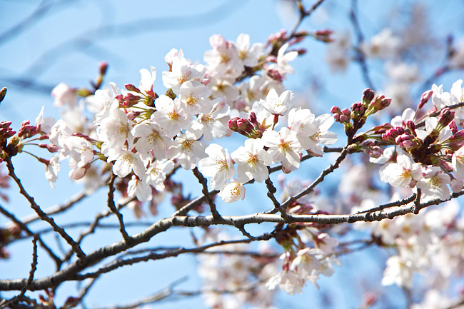 Cherry Blossom Reports 2016 - Fukuoka: Just Opened