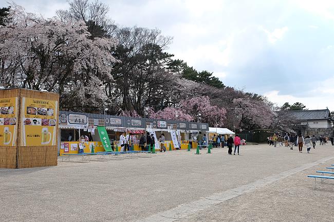 Cherry Blossom Reports 2016 - Nagoya: Blossoms Opening