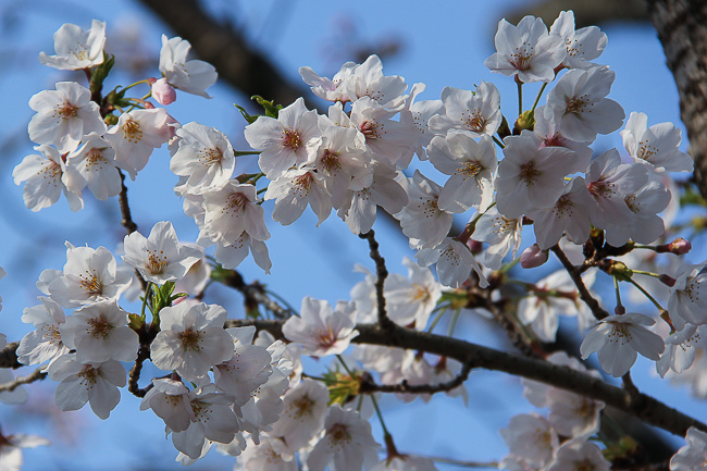 Cherry Blossom Reports 2016 - Kumamoto: Approaching Full Bloom