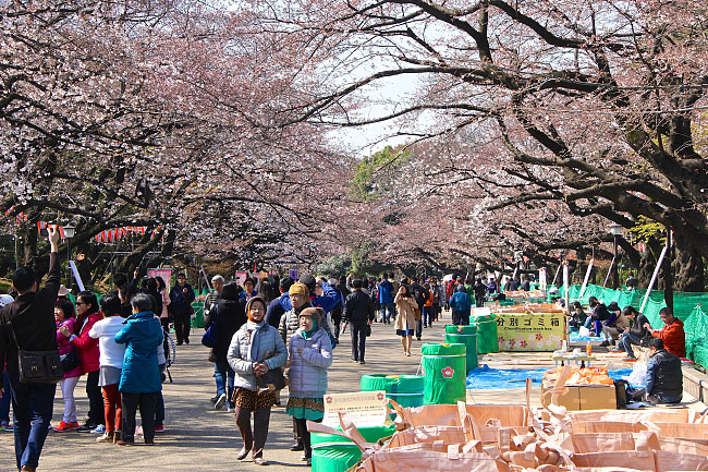 Cherry Blossom Reports 2016 - Tokyo: Blossoms Opening