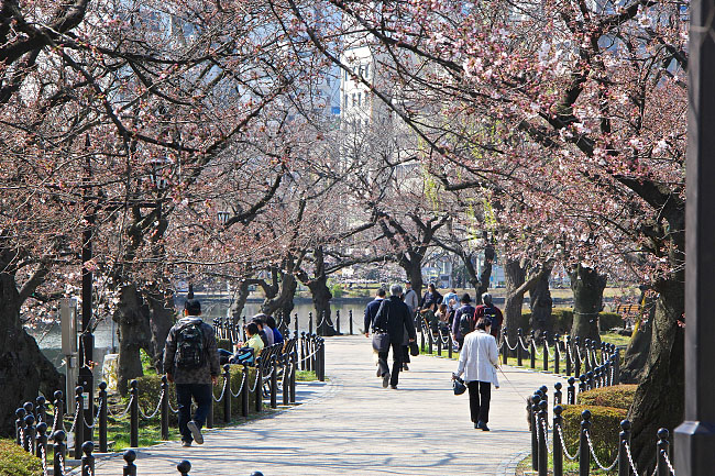 Cherry Blossom Reports 2016 - Tokyo: Blossoms Opening