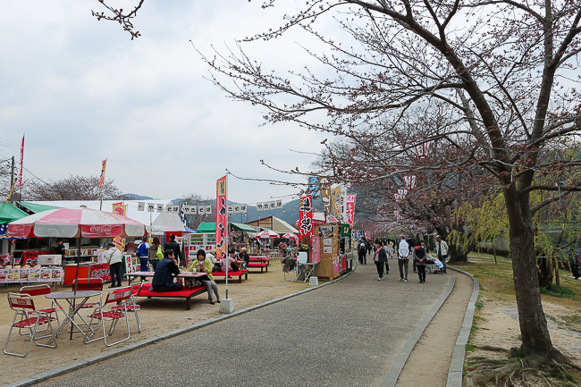 Cherry Blossom Reports 2016 - Iwakuni: Blossoms Opening