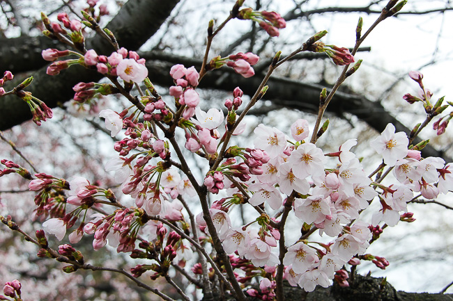 Cherry Blossom Reports 2016 - Hiroshima: Approaching Full Bloom