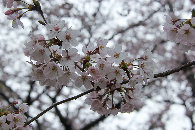 Cherry Blossom Reports 2016 - Okayama: Full Bloom