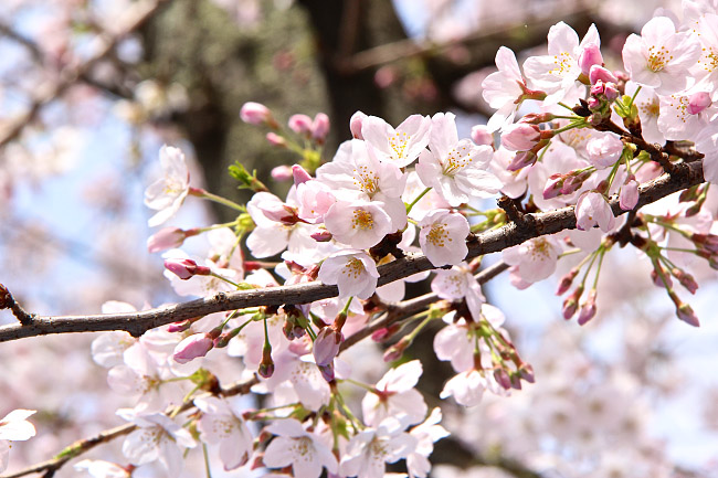 Cherry Blossom Reports 2016 - Tokyo: Full Bloom