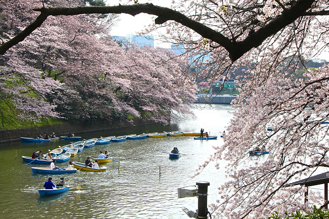 Cherry Blossom Reports 2016 - Tokyo: Full Bloom