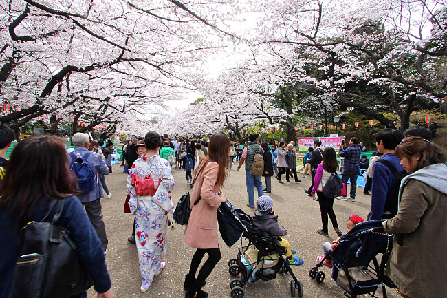 Cherry Blossom Reports 2016 - Tokyo: Full Bloom