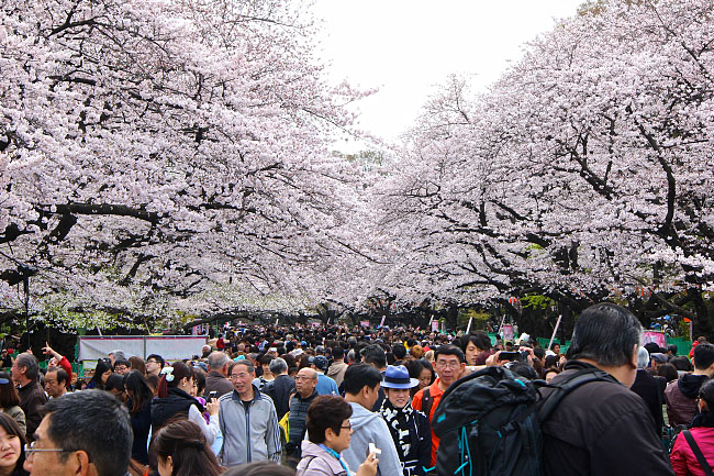 Cherry Blossom Reports 2016 - Tokyo: Full Bloom