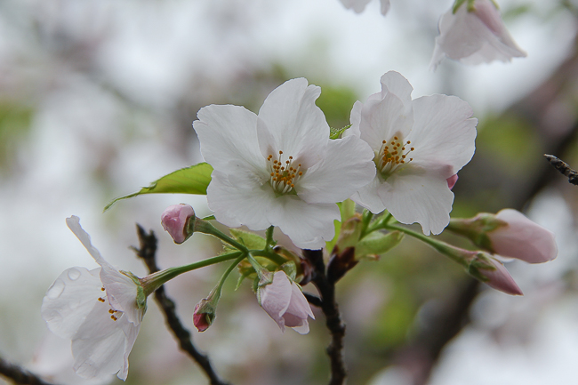 Cherry Blossom Reports 2016 - Kyoto: Full Bloom