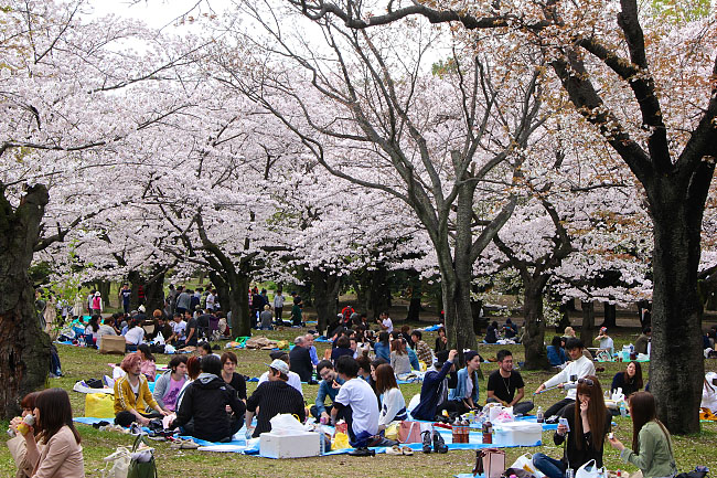 Cherry Blossom Reports 2016 - Tokyo: Full Bloom