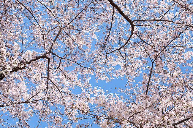 Cherry Blossom Reports 2016 - Fukushima: Approaching Full Bloom