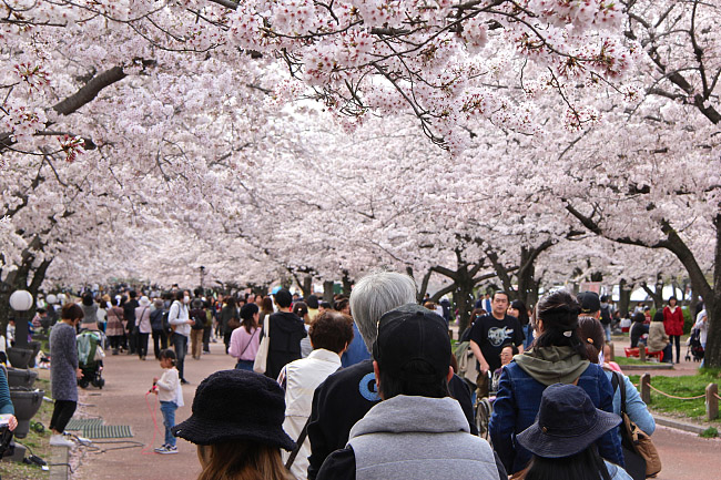 Cherry Blossom Reports 2016 - Osaka: Full Bloom