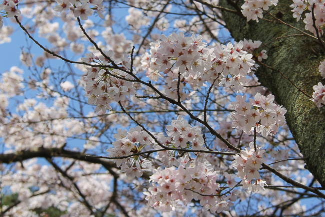 Cherry Blossom Reports 2016 - Kanazawa: Full Bloom