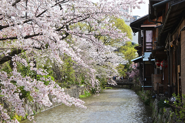 Cherry Blossom Reports 2016 - Kyoto: Full Bloom