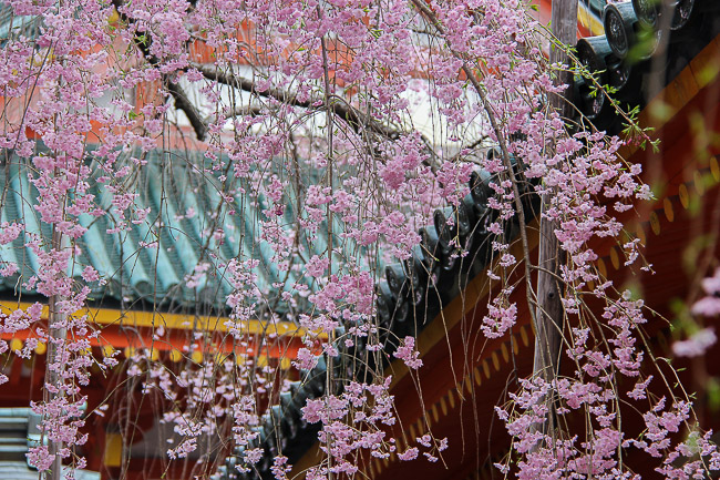 Cherry Blossom Reports 2016 - Kyoto: Petals Starting To Fall