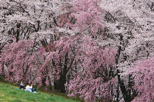 Cherry Blossom Reports 2016 - Matsumoto: Full Bloom