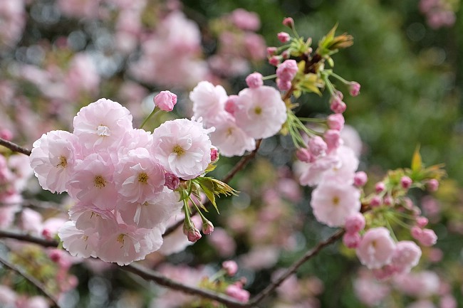 Cherry Blossom Reports 2016 - Tokyo: Petals Falling