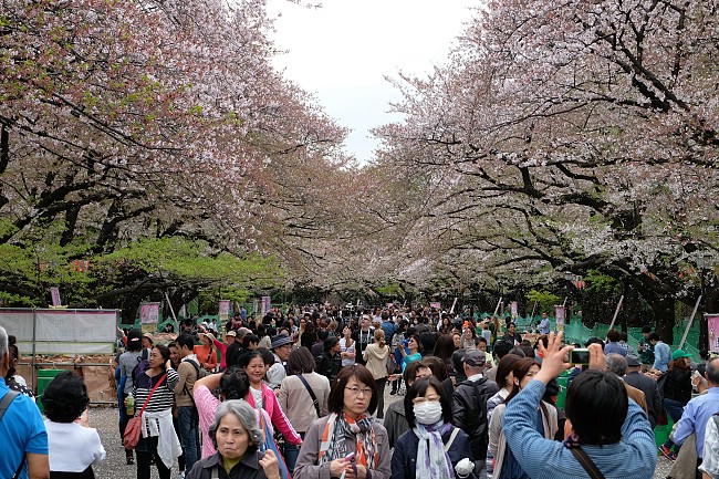 Cherry Blossom Reports 2016 - Tokyo: Petals Falling