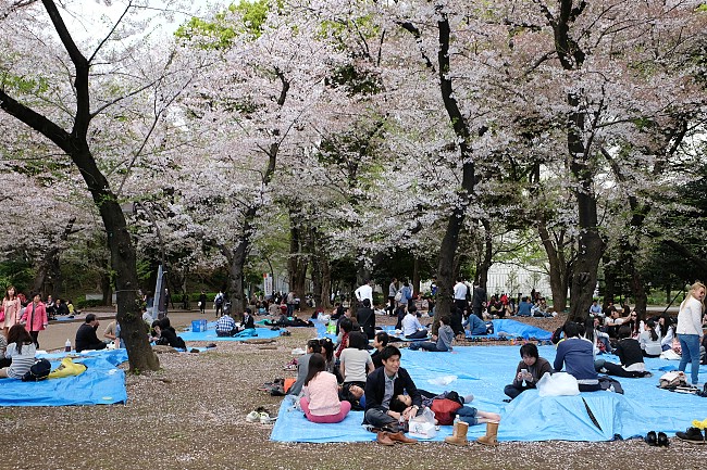 Cherry Blossom Reports 2016 - Tokyo: Petals Falling