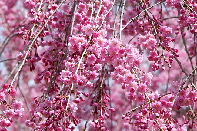 Cherry Blossom Reports 2016 - Sendai: Full Bloom