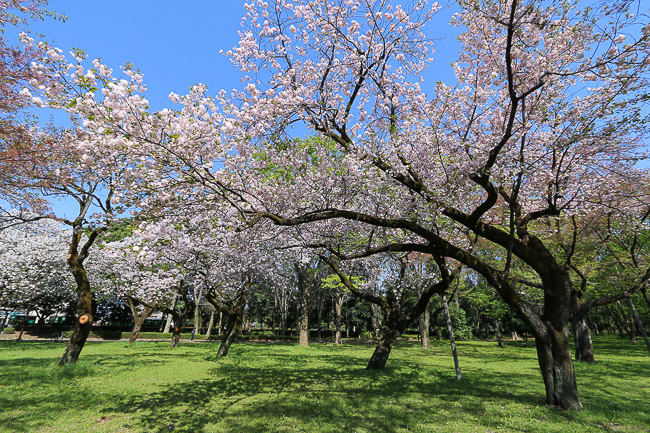 Cherry Blossom Reports 2016 - Tokyo: End of Season