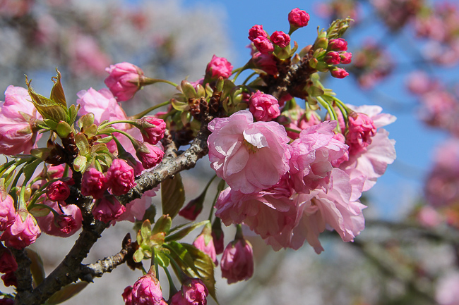 Cherry Blossom Reports 2016 - Tokyo: End of Season