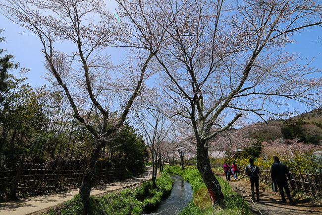 Cherry Blossom Reports 2016 - Mount Fuji: Full Bloom