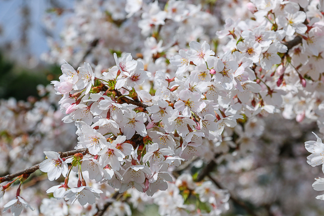 Cherry Blossom Reports 2016 - Mount Fuji: Petals Falling