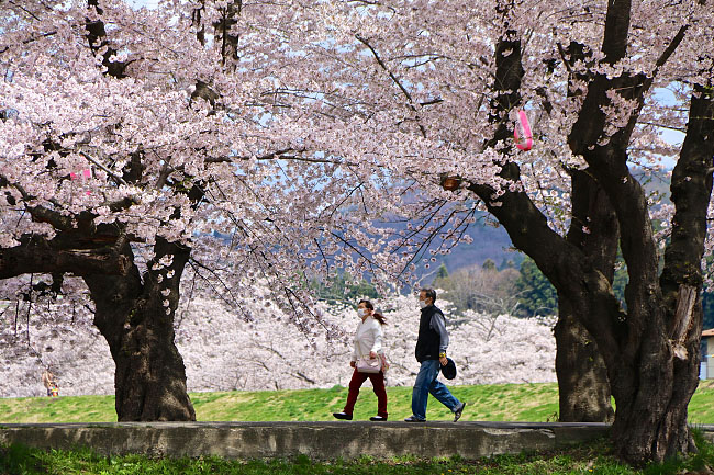 Cherry Blossom Reports 2016 - Kitakami: Full Bloom