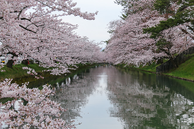 Cherry Blossom Reports 2016 - Hirosaki: Approaching Full Bloom