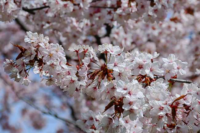 Cherry Blossom Reports 2016 - Sapporo: Full Bloom