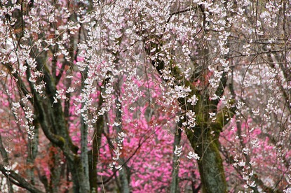 Cherry Blossom Reports 2016 - Kyoto: Just Opened