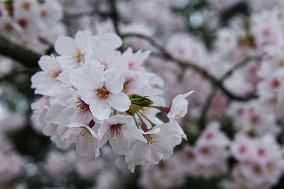 Cherry Blossom Reports 2016 - Okayama: Full Bloom