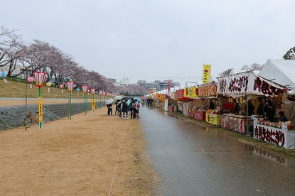 Cherry Blossom Reports 2016 - Okayama: Full Bloom