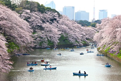 Cherry Blossom Reports 2016 - Tokyo: Full Bloom