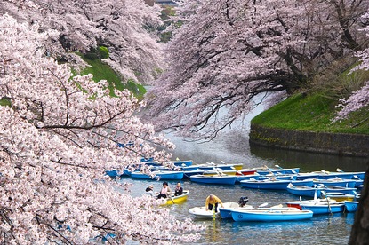 Cherry Blossom Reports 2016 - Tokyo: Full Bloom