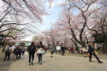 Cherry Blossom Reports 2016 - Tokyo: Full Bloom