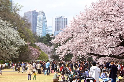 Cherry Blossom Reports 2016 - Tokyo: Full Bloom