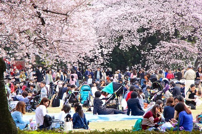 Cherry Blossom Reports 2016 - Tokyo: Full Bloom