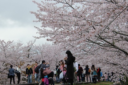 Cherry Blossom Reports 2016 - Kyoto: Full Bloom