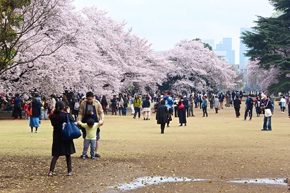 Cherry Blossom Reports 2016 - Tokyo: Full Bloom