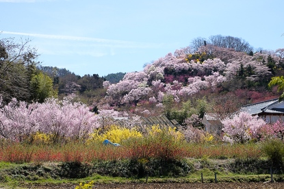 Cherry Blossom Reports 2016 - Fukushima: Approaching Full Bloom