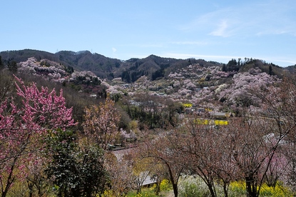 Cherry Blossom Reports 2016 - Fukushima: Approaching Full Bloom