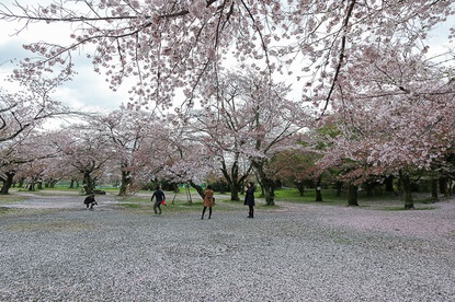 Cherry Blossom Reports 2016 - Kyoto: Petals Starting To Fall