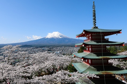 Cherry Blossom Reports 2016 - Mount Fuji: Full Bloom