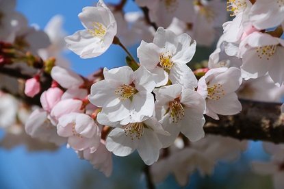 Cherry Blossom Reports 2016 - Mount Fuji: Full Bloom