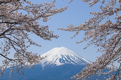 Cherry Blossom Reports 2016 - Mount Fuji: Full Bloom