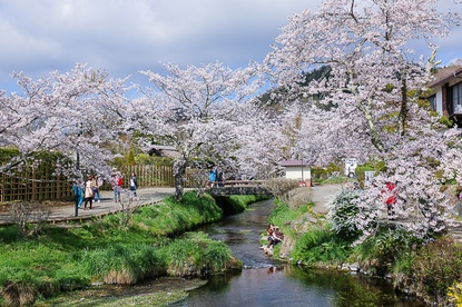 Cherry Blossom Reports 2016 - Mount Fuji: Petals Falling